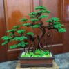 bonsai handmade đẹp
