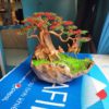 bonsai handmade đẹp