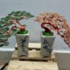 bonsai handmade đẹp
