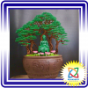 bonsai handmade đẹp