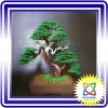 bonsai handmade đẹp